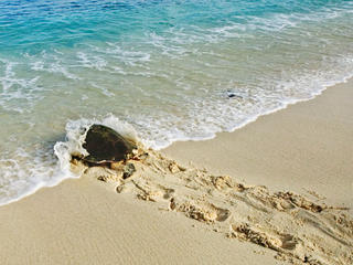 See Turtles in the Wild