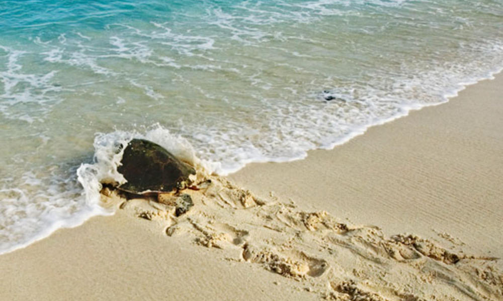Hawksbill Turtle, female heading back to the sea after laying eggs