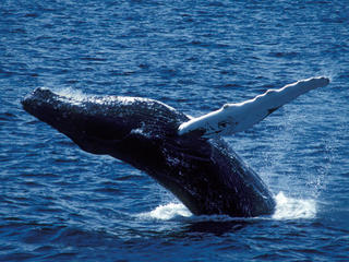 See Whales in the Wild