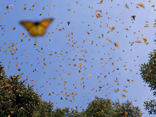 monarchs in sky