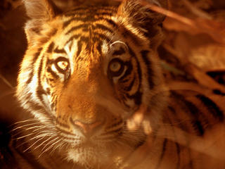 See Tigers in the Wild