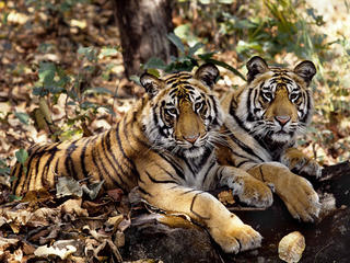 Befriend a Tiger