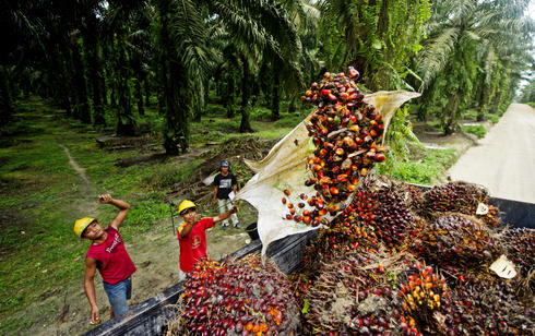 palm oil truck