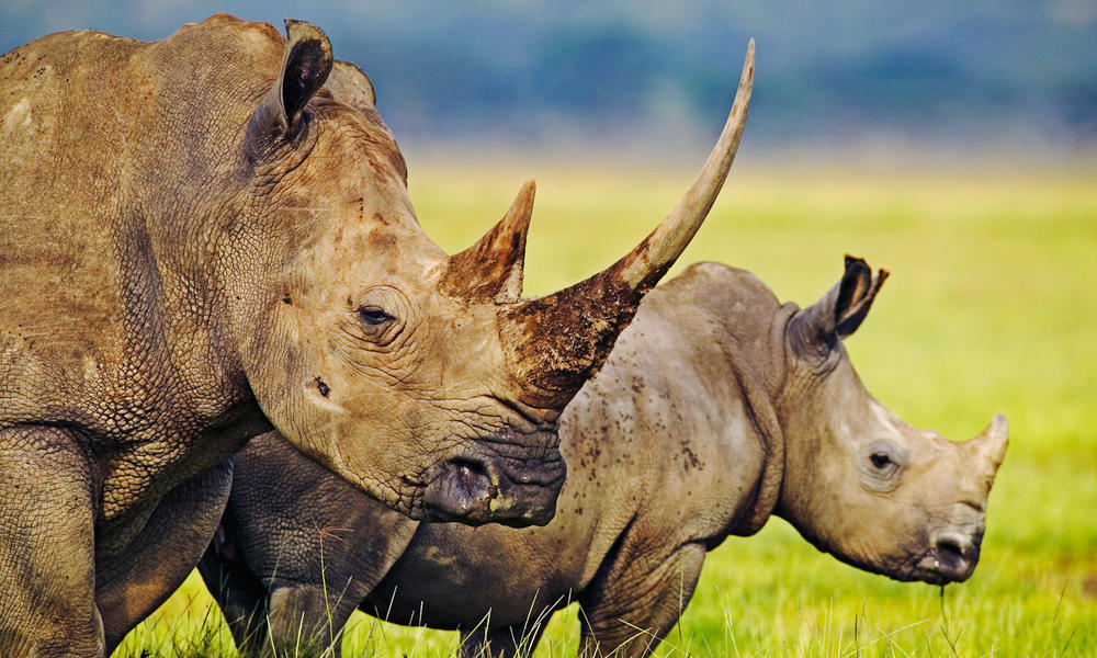rhinos in Kenya