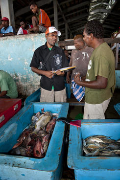 solomon island survey