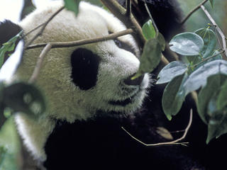 See Pandas in the Wild