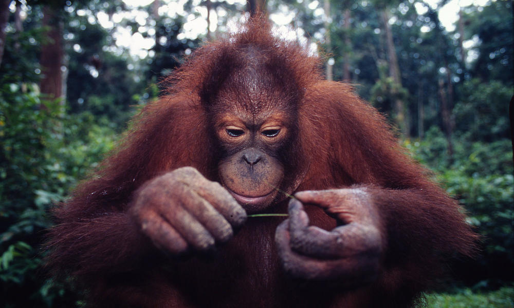 Where Do Orangutans Live? And Nine Other Orangutan Facts | Stories | WWF