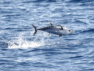 blue fin tuna feeding