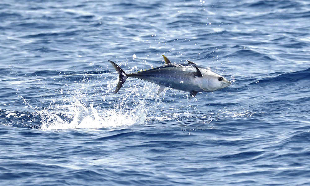 Bluefin_tuna_1
