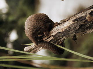 Pangolin_1
