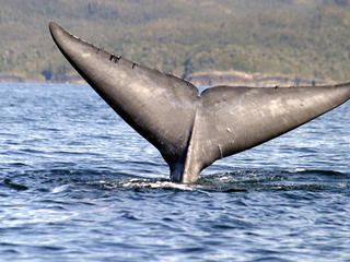 blue whale tail