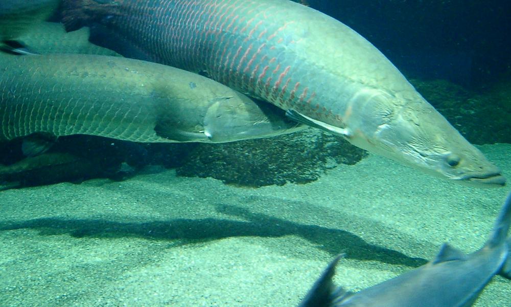 Arowana_morguefile