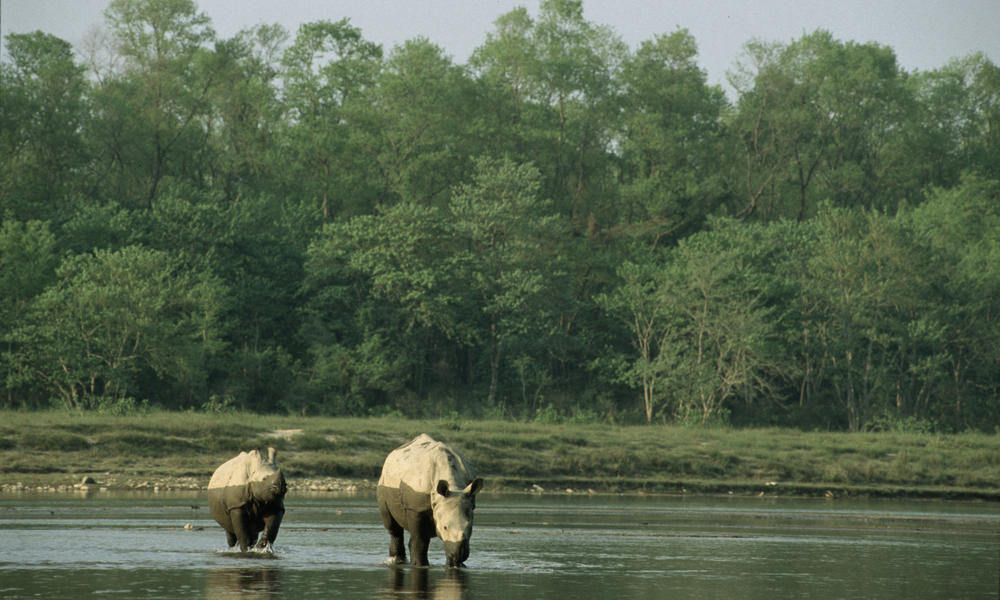 rhinos in water