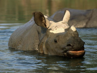 rhino in water