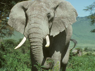 Sign On to Stop Wildlife Crime