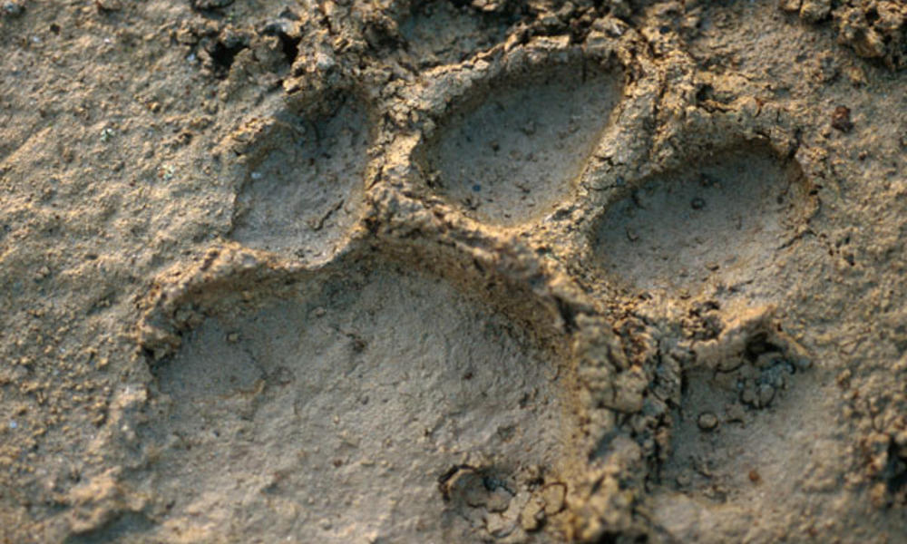 Tiger track