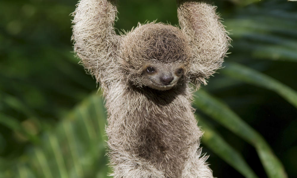 woogie sloth