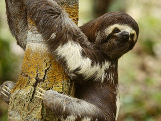 sloth hugging tree