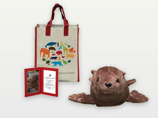 Adopt a Sea Lion