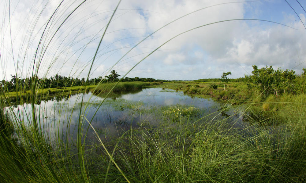 freshwater marsh Sundarbans