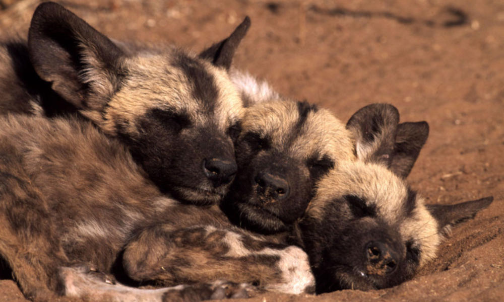 Wwf S Work To Protect Wild Dogs In Namibia Pages Wwf
