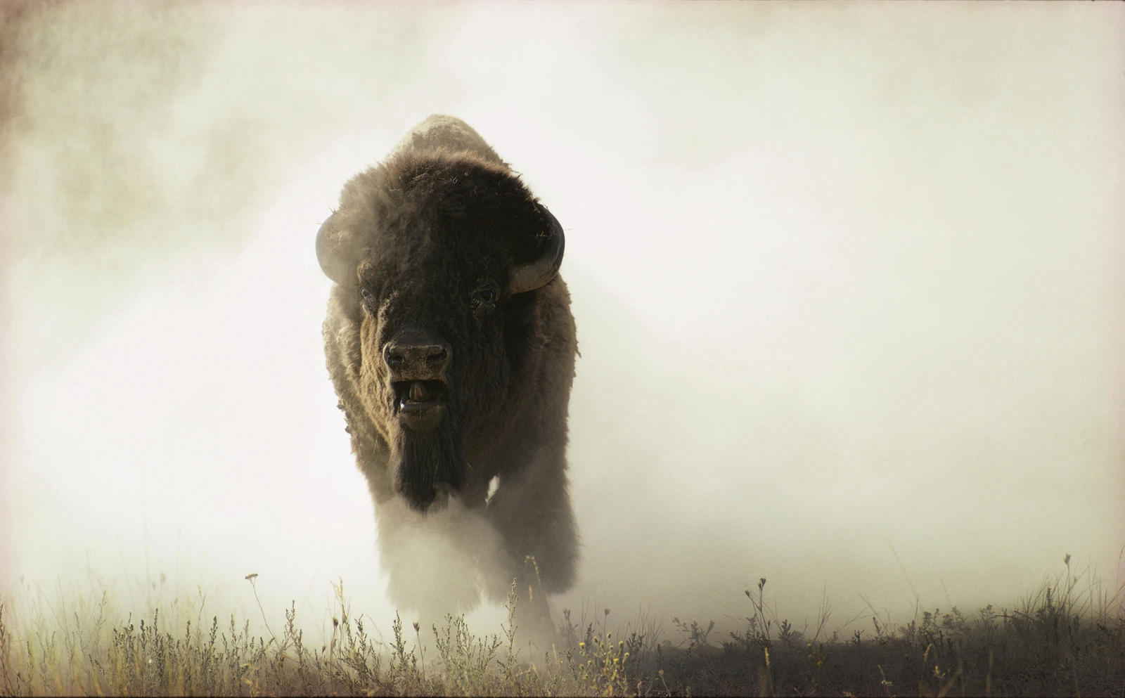 Nationalgeographic_10484_-_bison_reveal_-_lowell_georgia-2