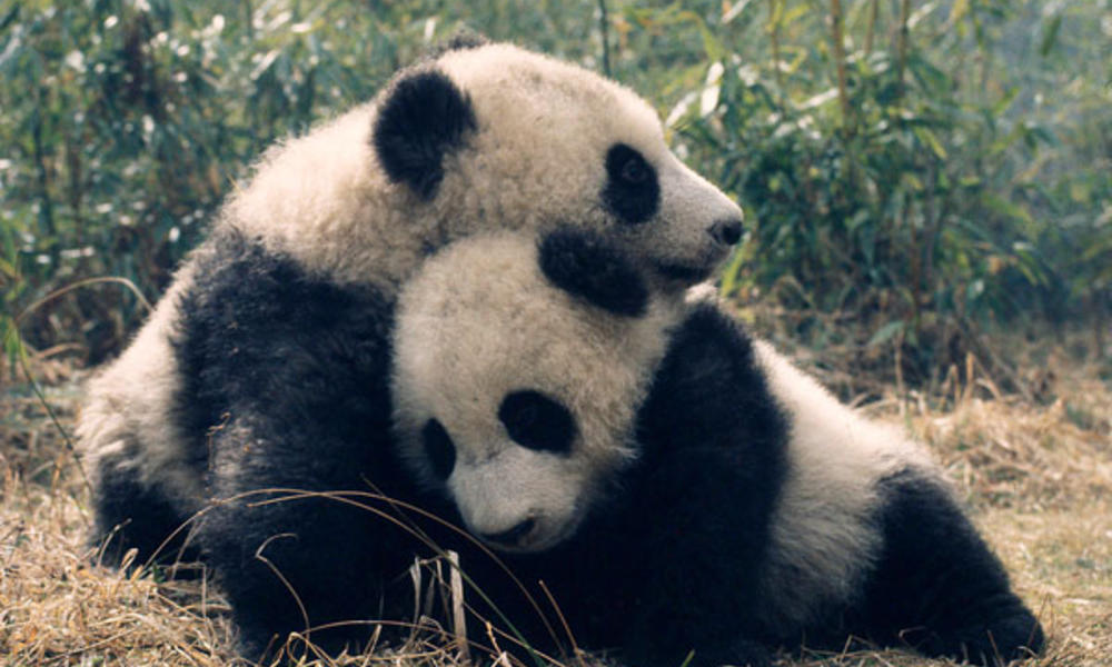 Giant Pandas | Photos | WWF