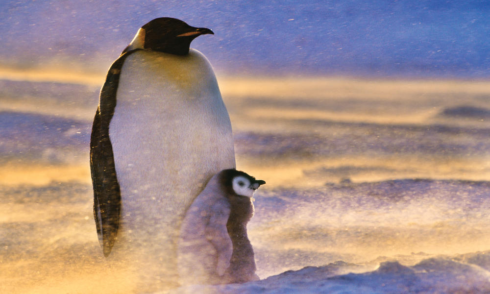 Nationalgeographic_1373082_mini