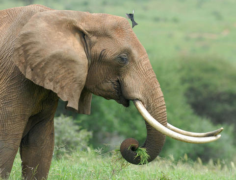 african elephant