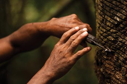 Rubber tapping