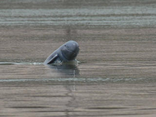 dolphin swimming