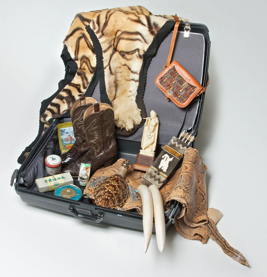 Suitcase with illegal wildlife products