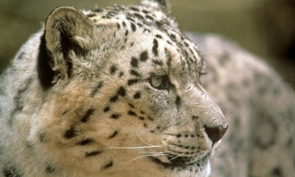 snow leopard