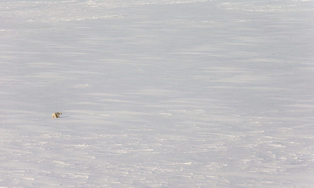 distant polar bear