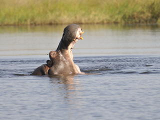 hippo in water