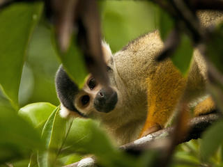 squirrel monkey Amazon