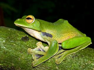 giant green frog
