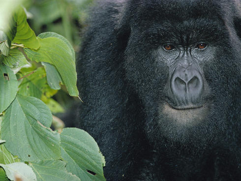 Virunga mountain gorilla
