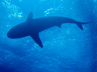 reef shark