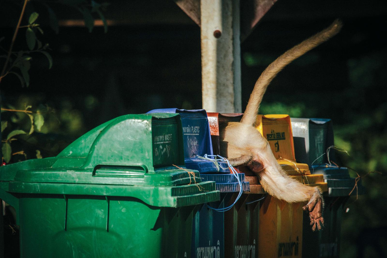 Morgan_heim_macaques_in_trash-3358