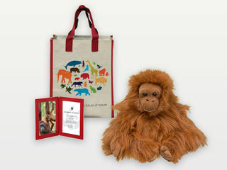 Adopt an Orangutan
