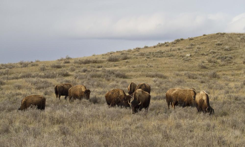Dennis_lingohr_4-18-11_bison__jpg_