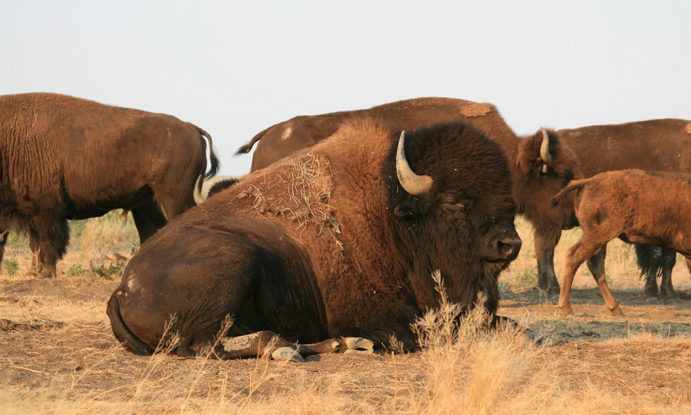Dennis_lingohr_bison7-21-07_009