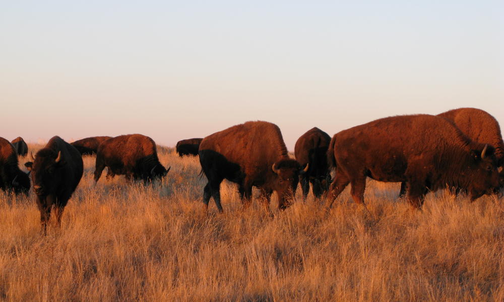Dennis_lingohr_bison_10-14-07_105