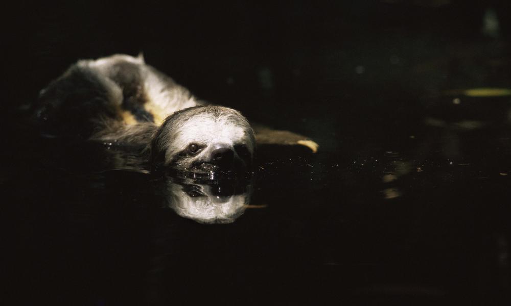Sloth_nick_gordon_natureplcom