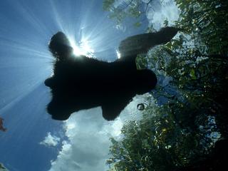 sloth from underwater