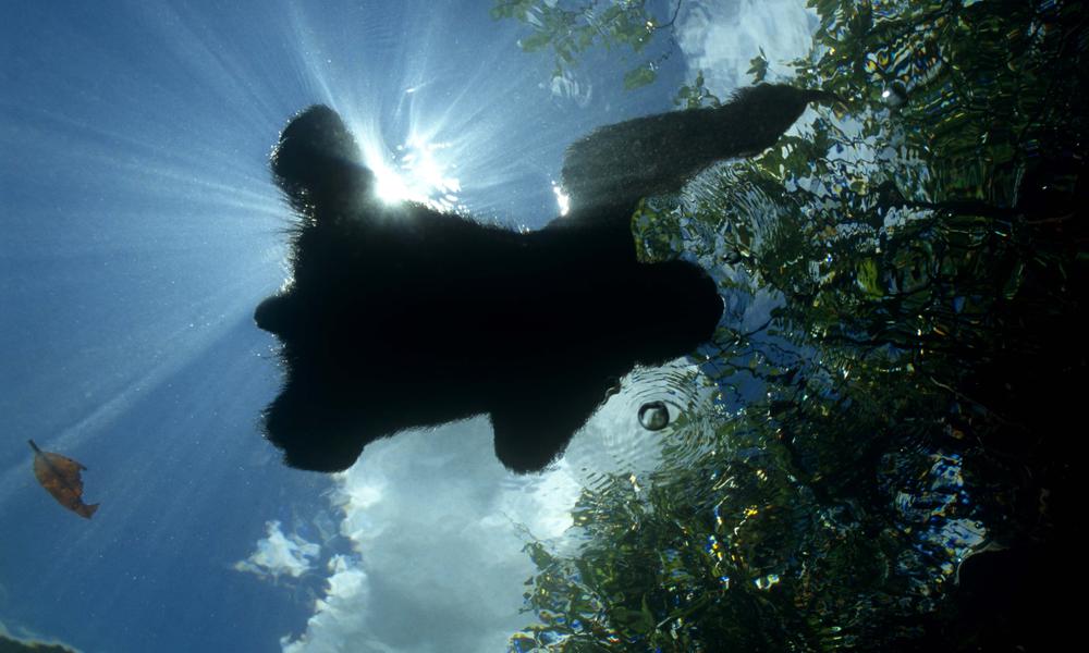 sloth from underwater