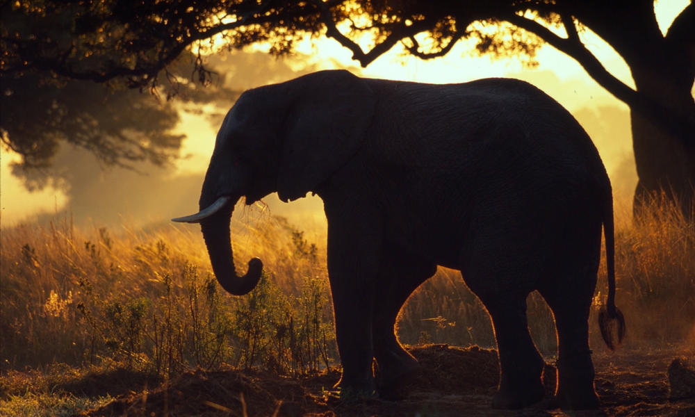 African Elephant