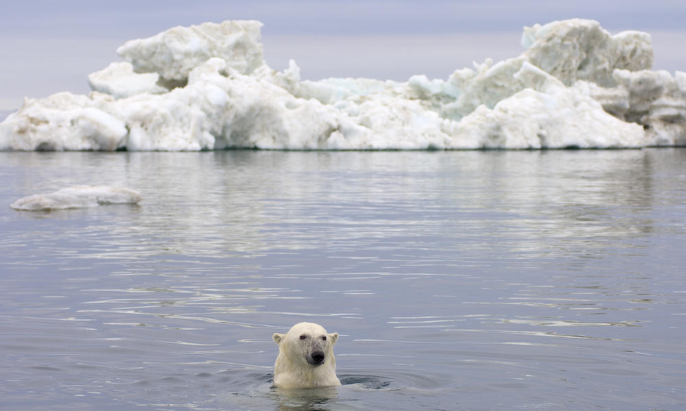 Arctic Conservation Programs