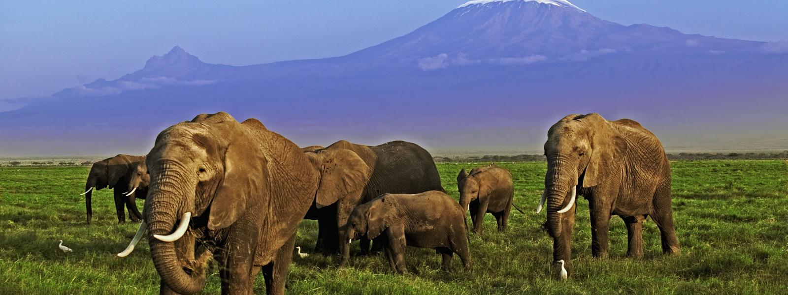African elephants